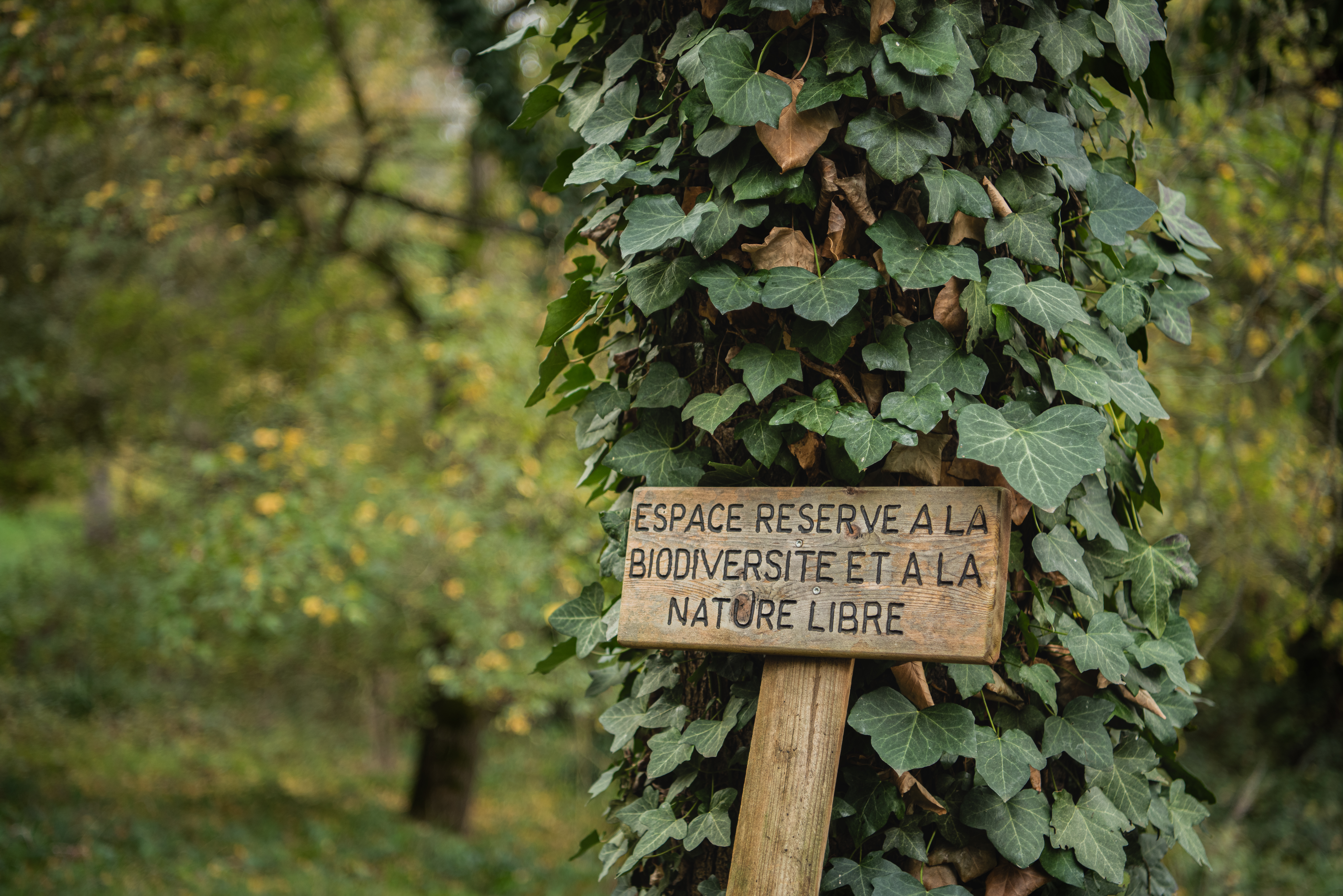 BALADE BOTANIQUE DU VIGNAOU, Lagardelle-sur-Lèze