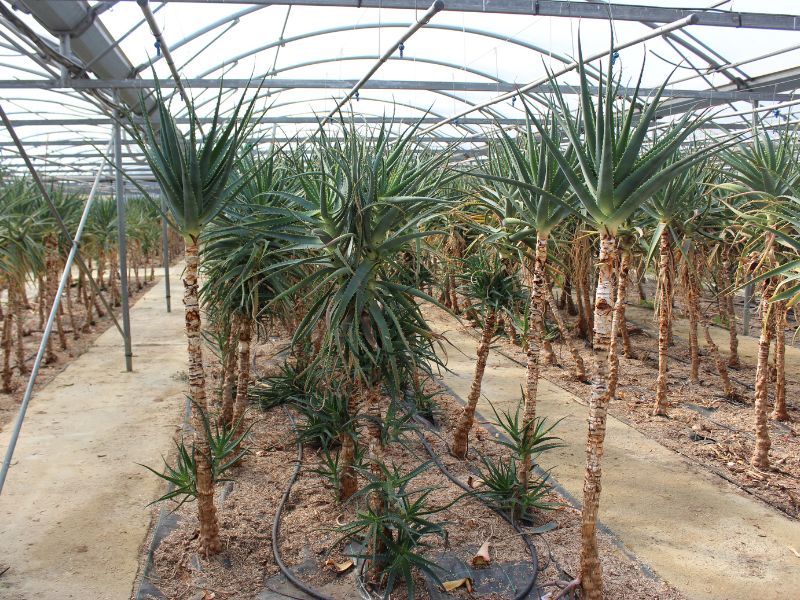 L'ÎLE AUX PLANTES