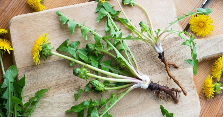 ATELIER "À LA DÉCOUVERTE DES PLANTES SAUVAGES"