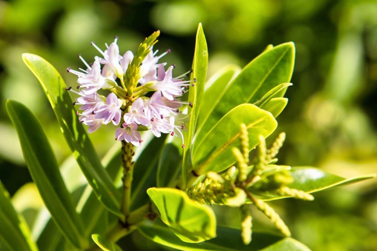 STAGE PHOTO, Lavernose-Lacasse - photo 3