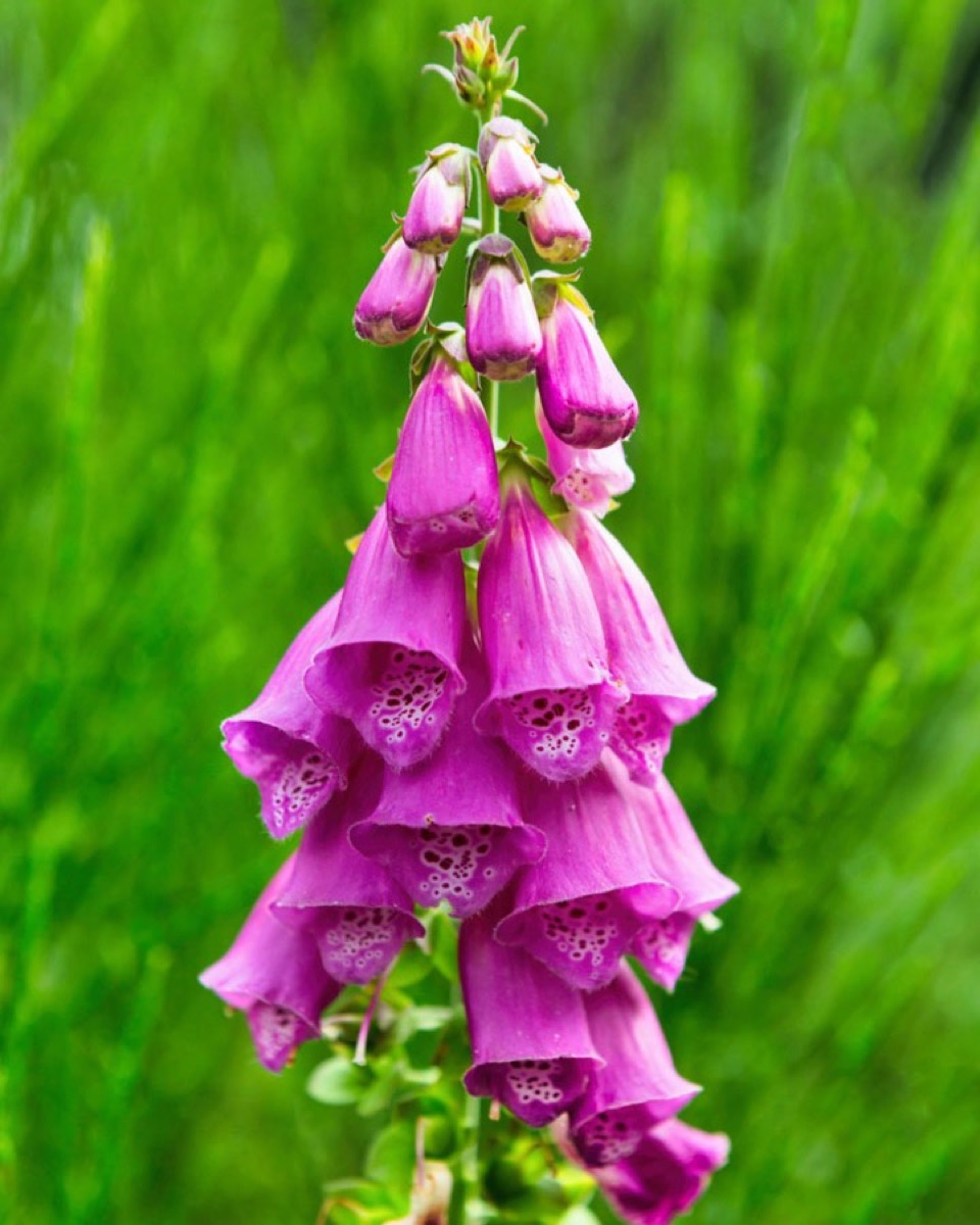 STAGE PHOTO, Lavernose-Lacasse