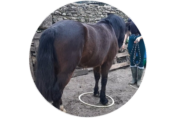 PONEYS BLACKSTONE ÉQUITATION, Laffite-Toupière