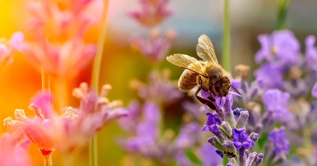 ATELIER "ACCUEILLIR LA BIODIVERSITÉ AU JARDIN"