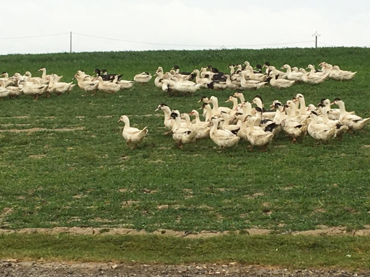 LA FERME DE CAGUELOUP