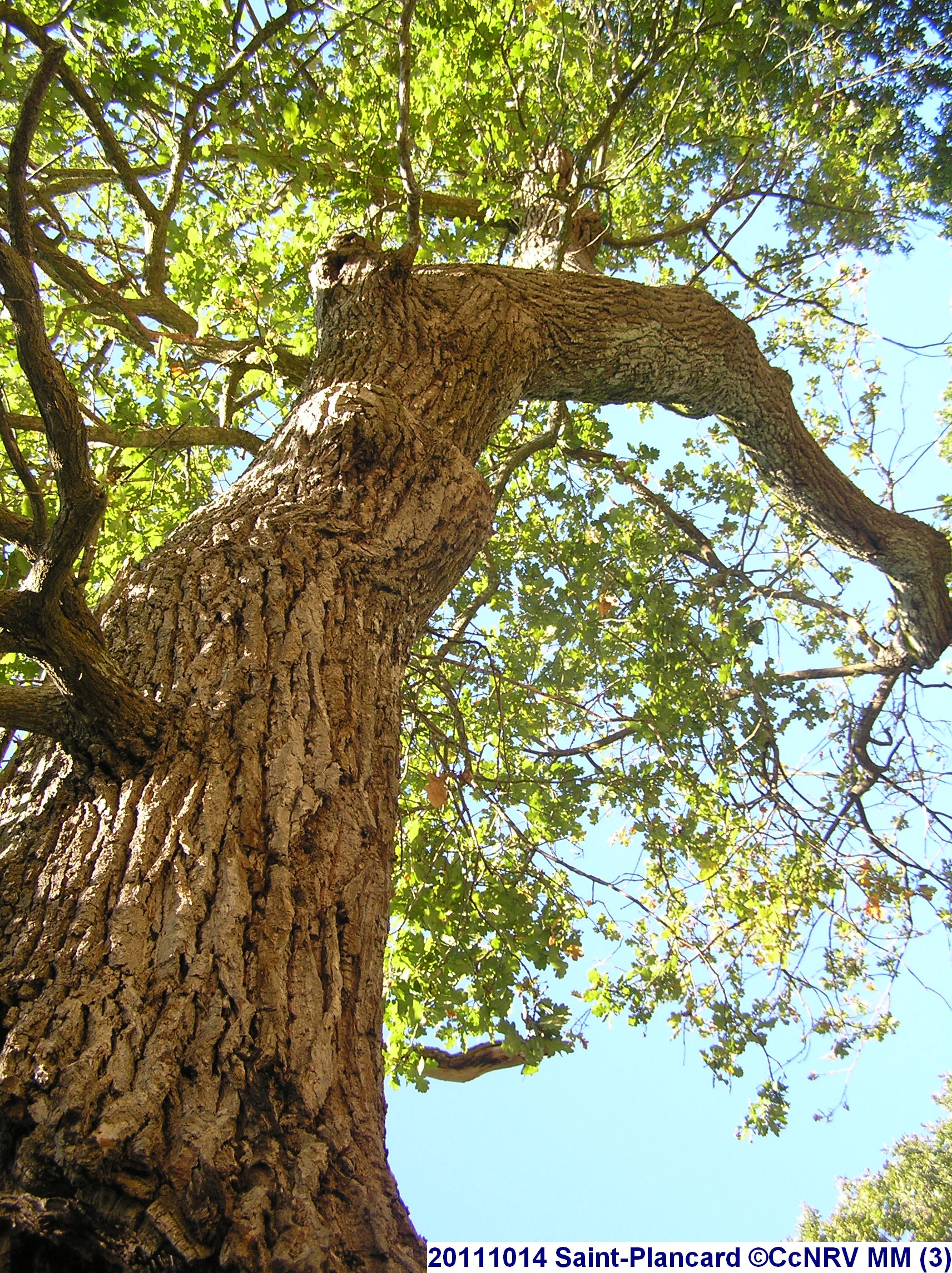 CHENE DE L'HOURMAGNE, Le Cuing