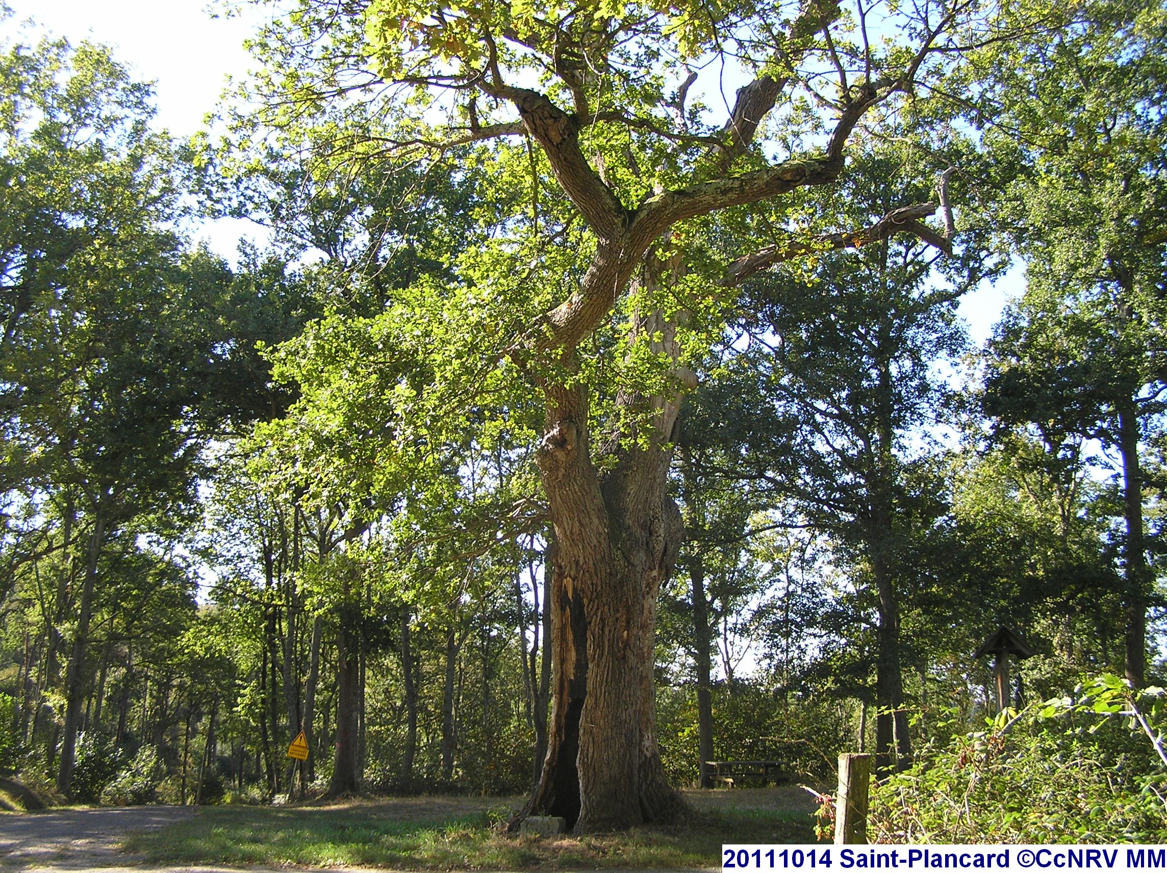 CHENE DE L'HOURMAGNE