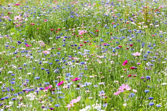 FÊTE DE LA NATURE : BALADE HERBORISTE