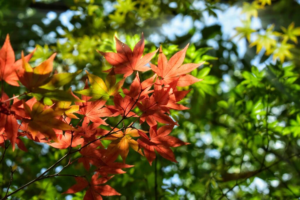 OBSERVATOIRE DES SAISONS