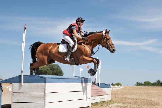 HIPPO'THESE, Montbrun-Lauragais - photo 3