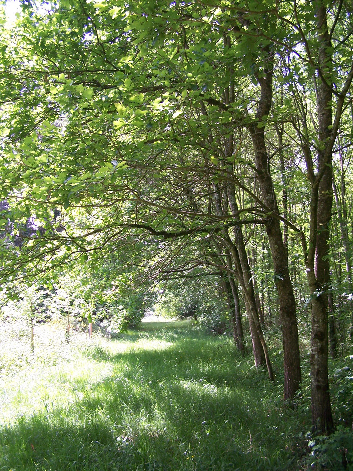 ARBORETUM DE CARDEILHAC, Cardeilhac - photo 7