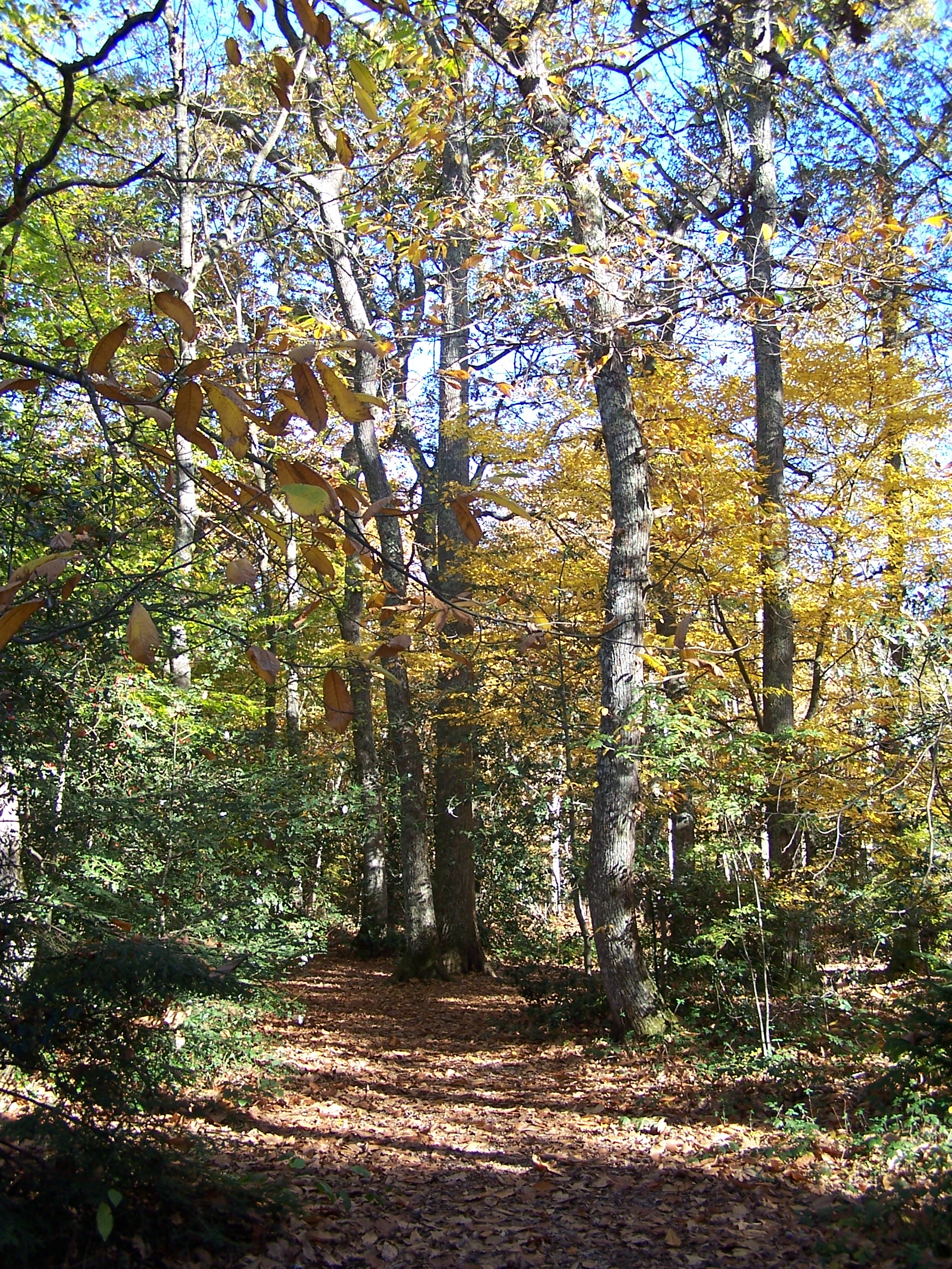 ARBORETUM DE CARDEILHAC, Cardeilhac - photo 3