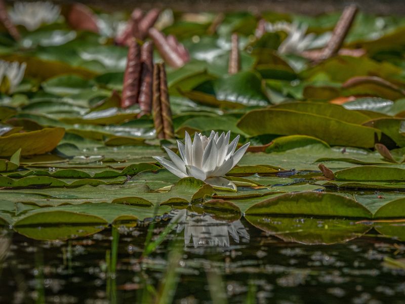 AIRE DE PIQUE-NIQUE, Pelleport