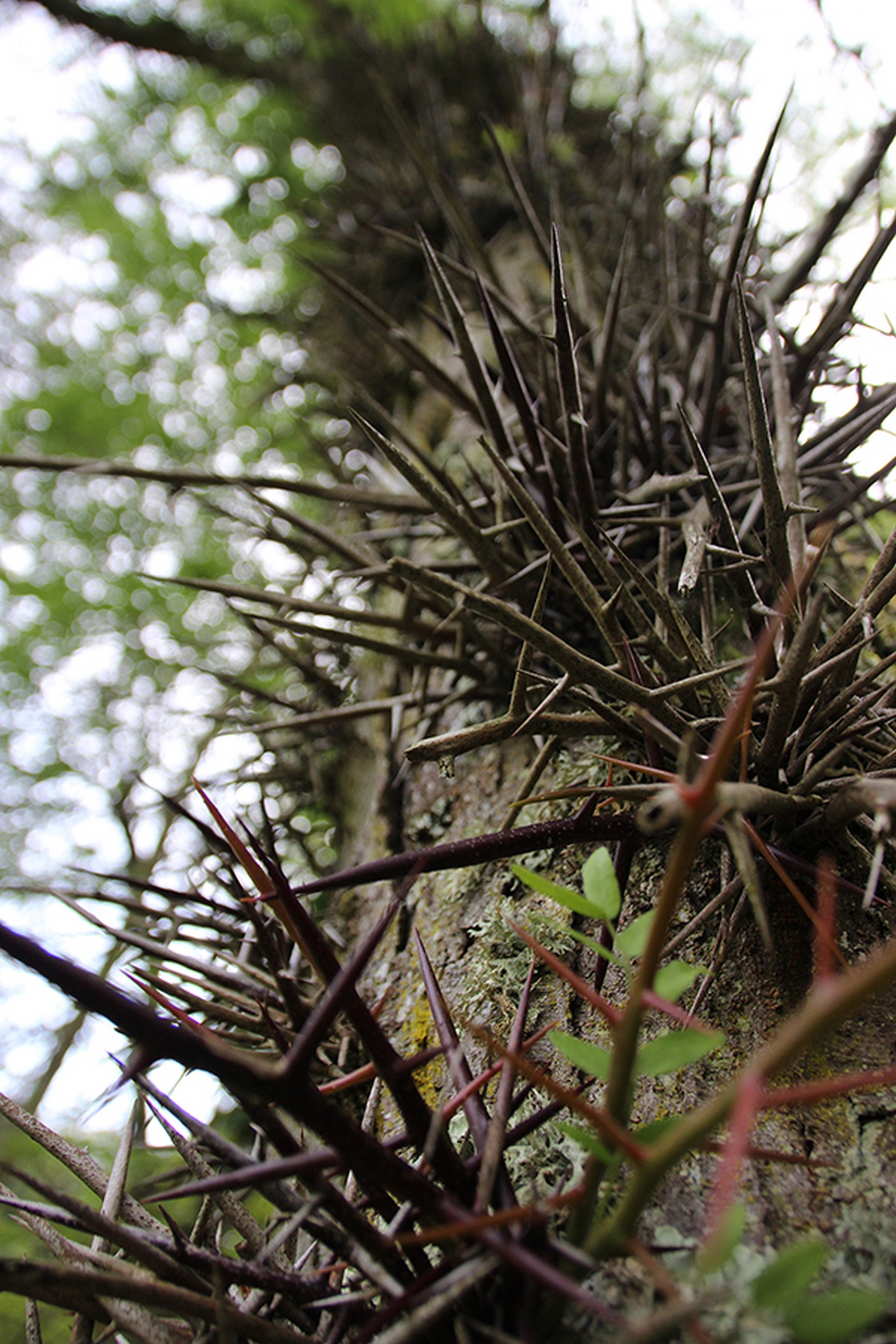 MAISON DE L'ARBORETUM, Cardeilhac - photo 4