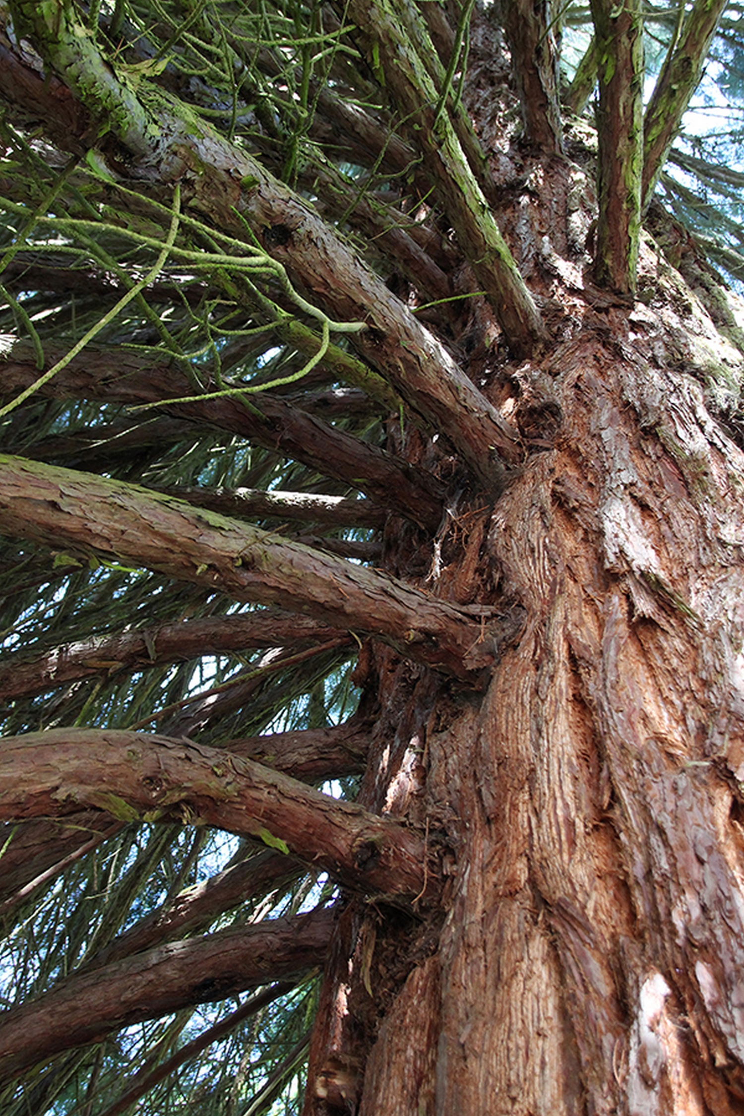 MAISON DE L'ARBORETUM, Cardeilhac