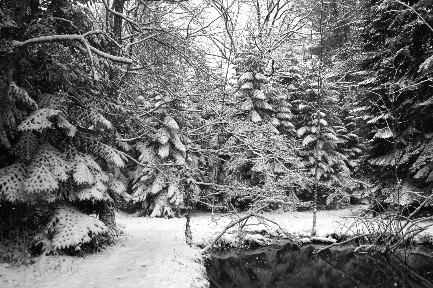 MAISON DE L'ARBORETUM, Cardeilhac - photo 6