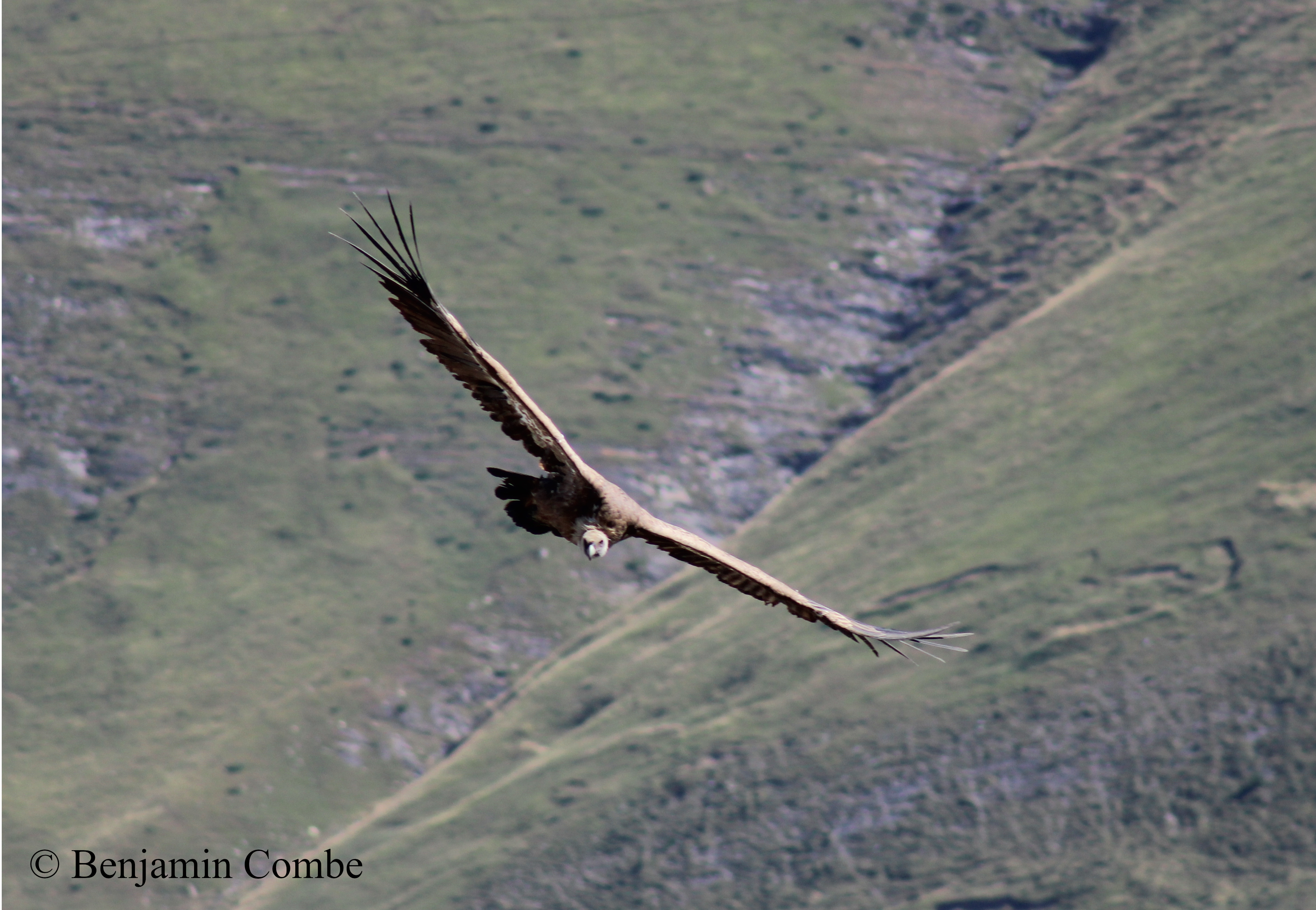 BENJAMIN COMBE – ACCOMPAGNATEUR MOYENNE MONTAGNE, Saint-Gaudens - photo 3