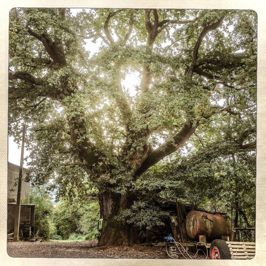 LE CHENE DES BOURDALATS