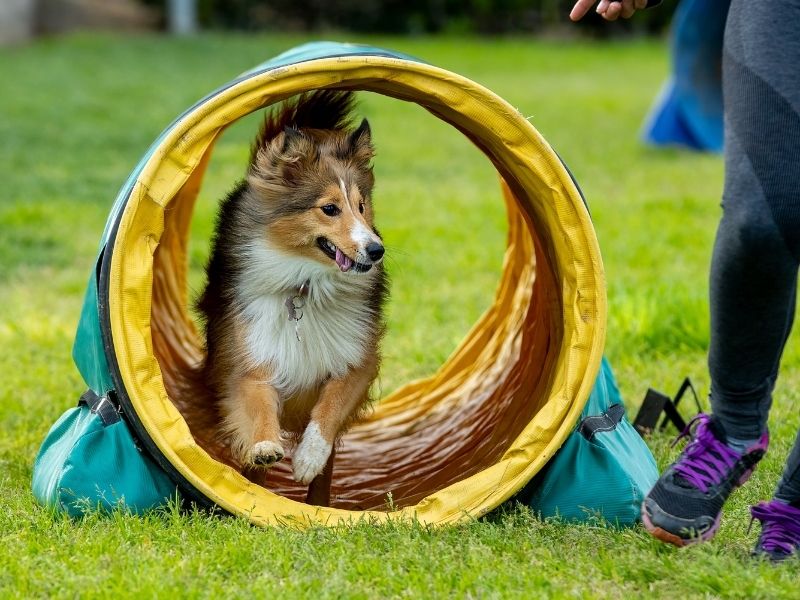 CONCOURS D'AGILITY
