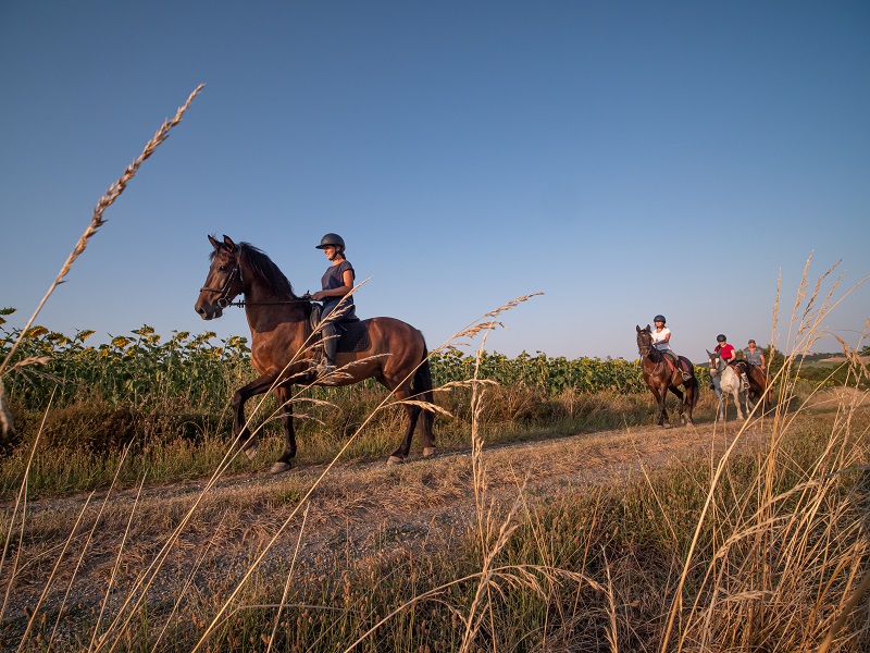 ECURIES D'EN SANS, Cadours - photo 6