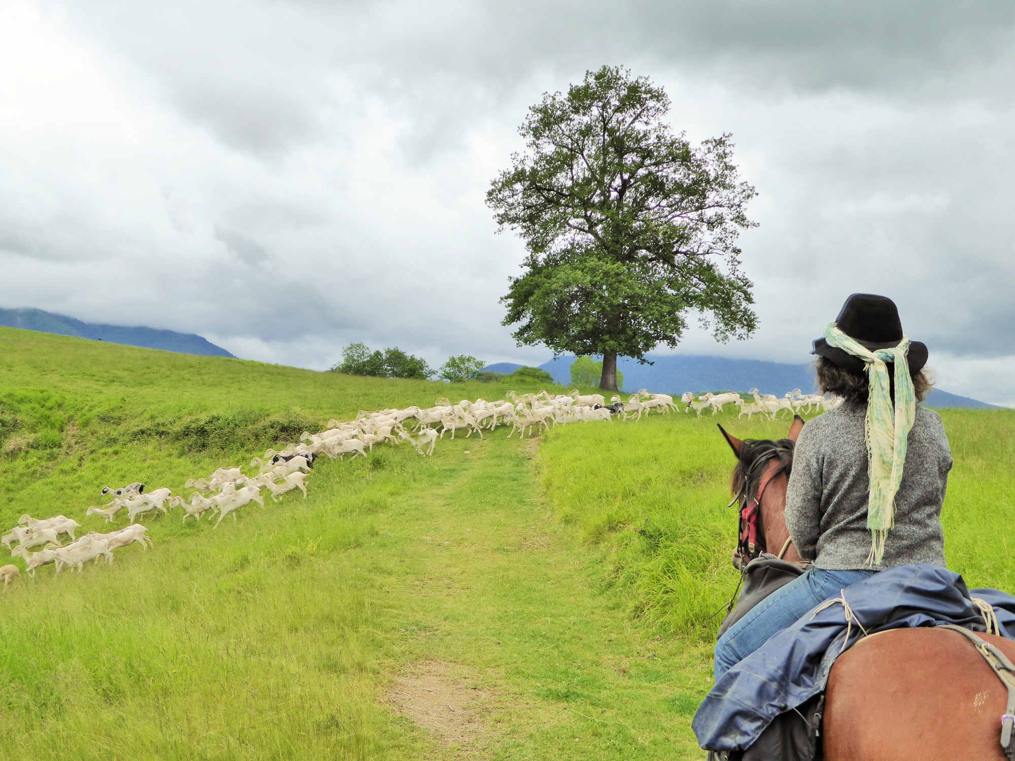 CAVALCAGIRE, Chein-Dessus
