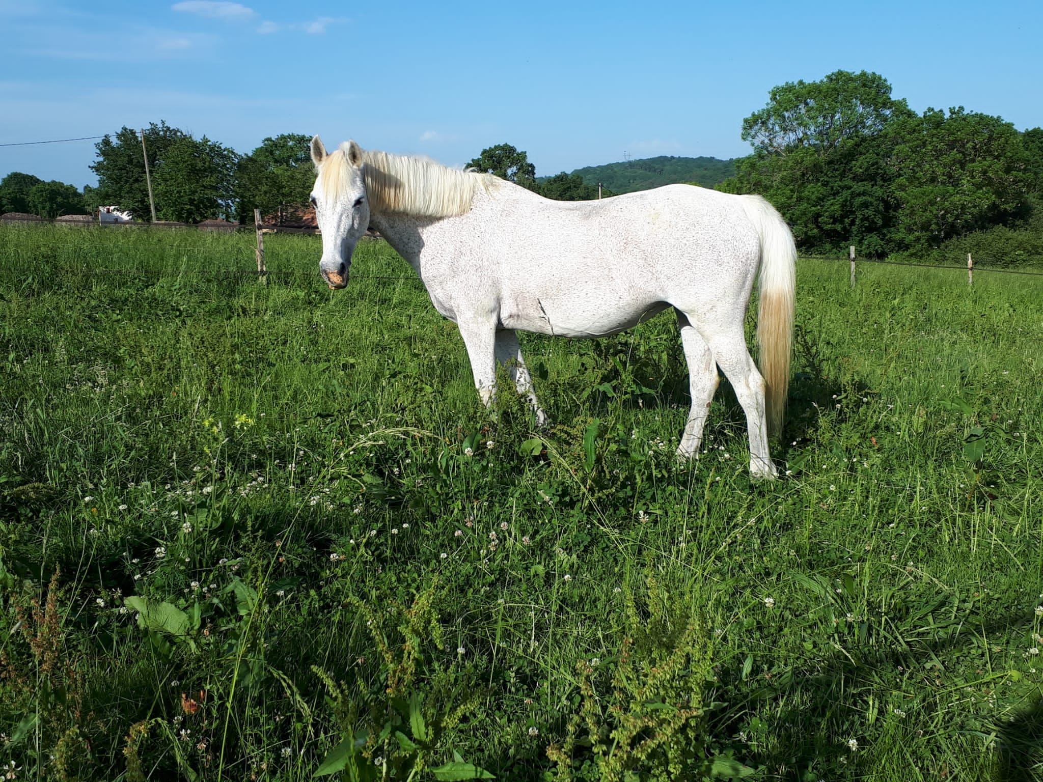 LES ECURIES DU CAP, Boudrac