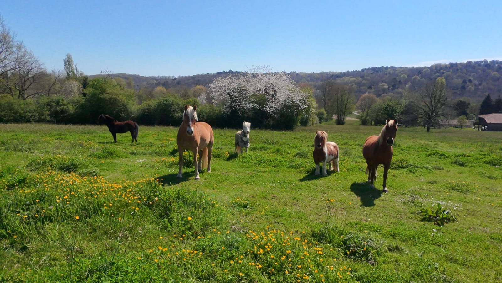 LES ECURIES DU CAP, Boudrac - photo 4