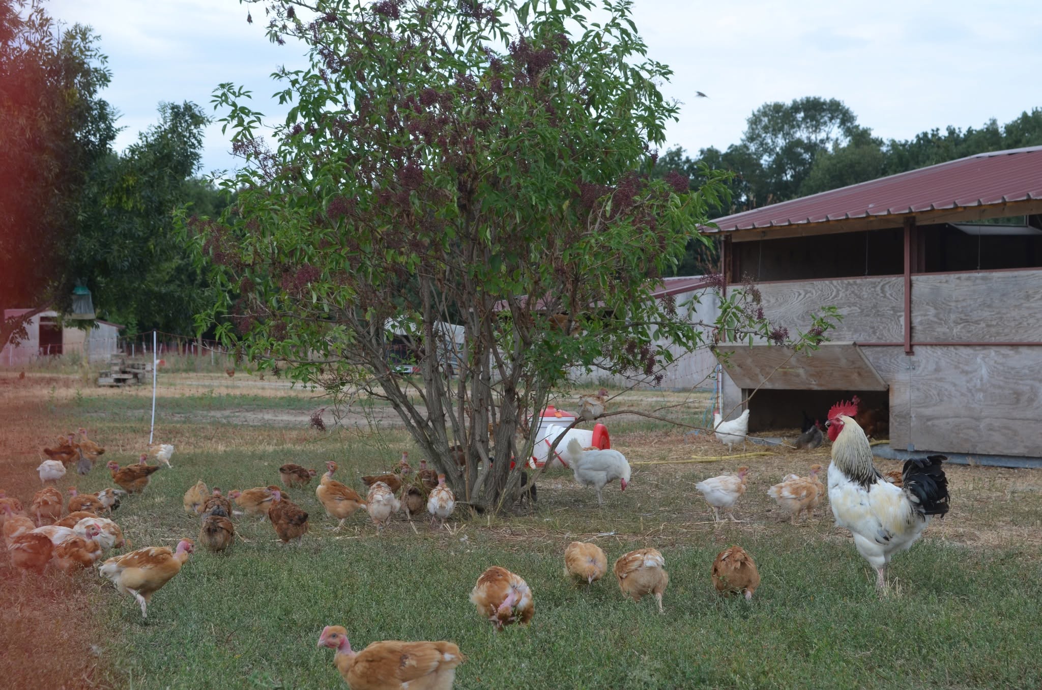 LA BASSE COUR DU BOIS GOURMAND