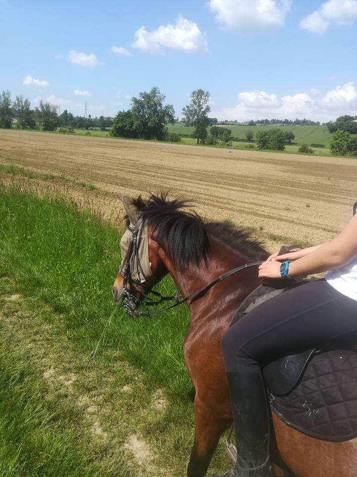 CLUB HIPPIQUE DU BOUSQUET, Labège - photo 3