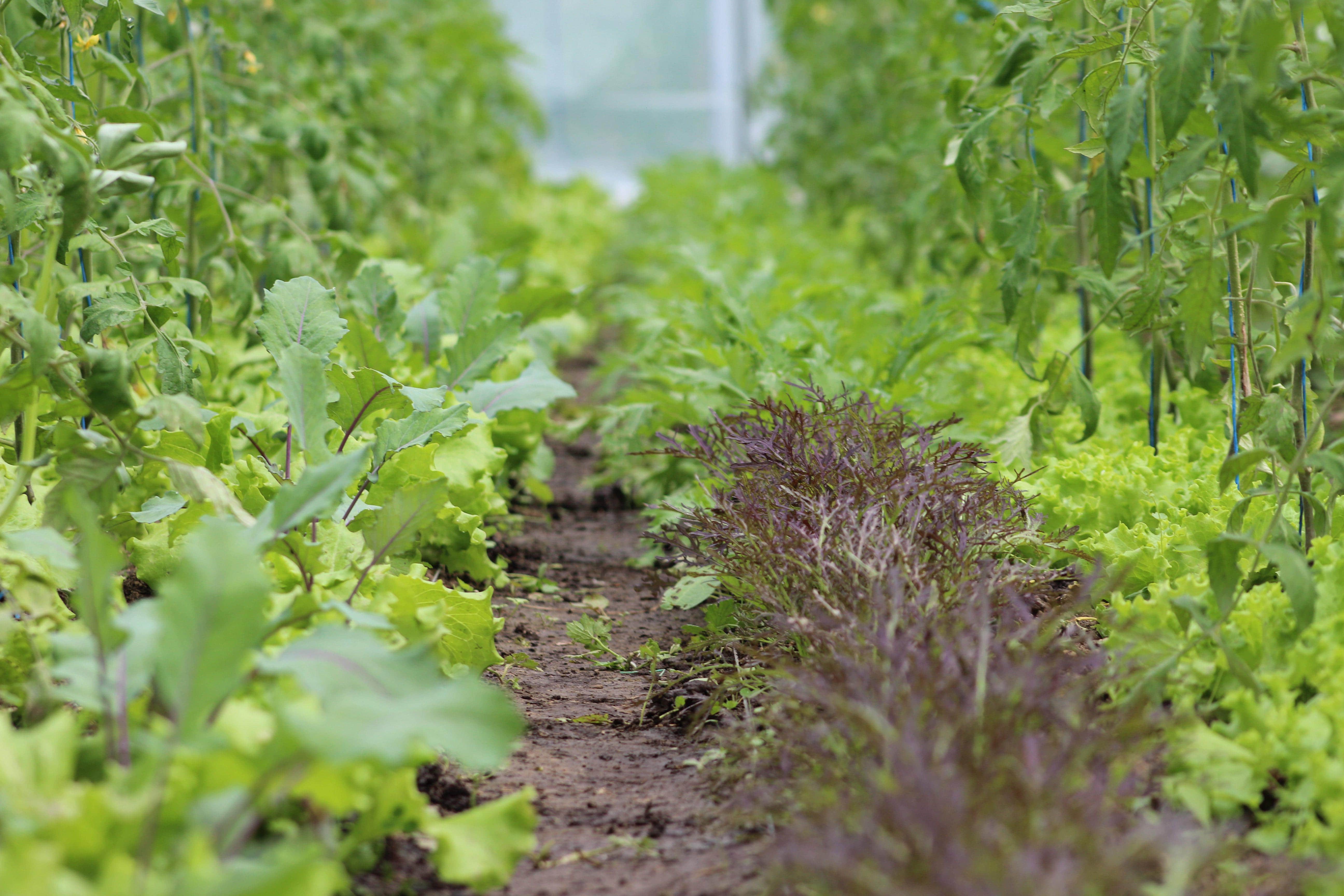 GREGORY BERSOULLE E.I.