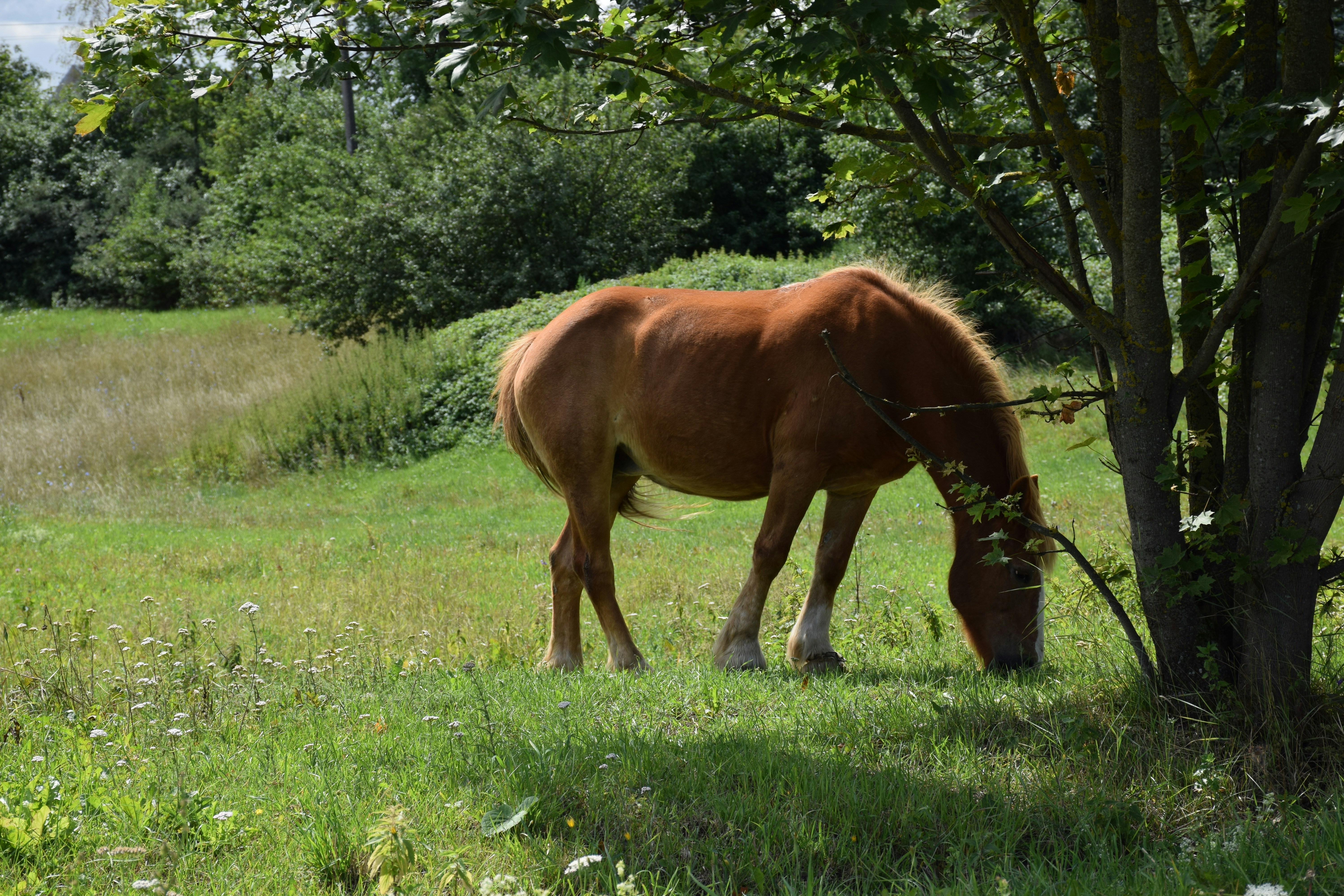 FERME PEDAGOGIQUE UN PAS EN ARRIERE, Boulogne-sur-Gesse