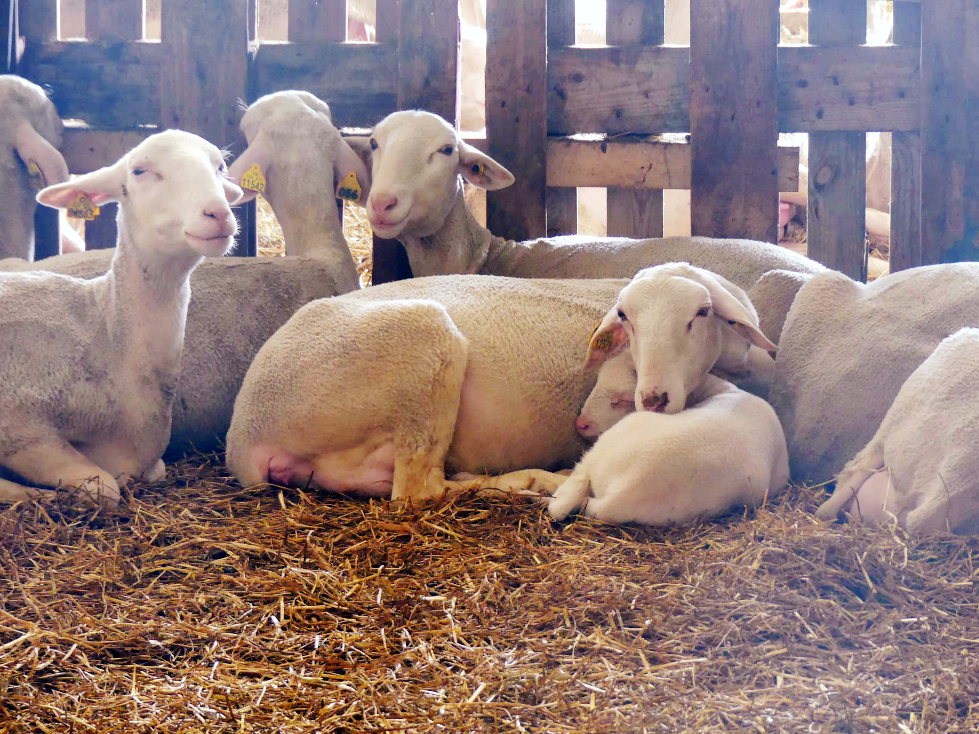 FERME D'EN TRUNC — photo 3