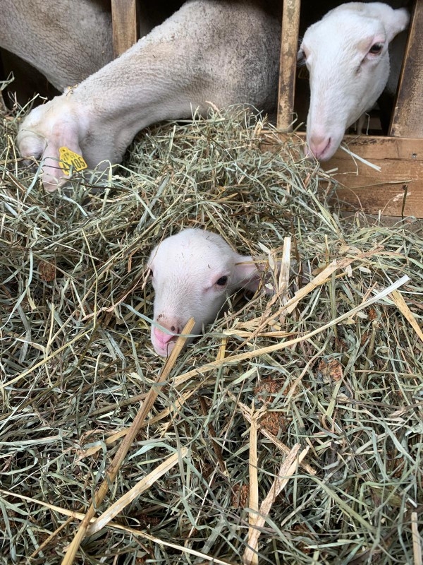 FERME D'EN TRUNC — photo 2