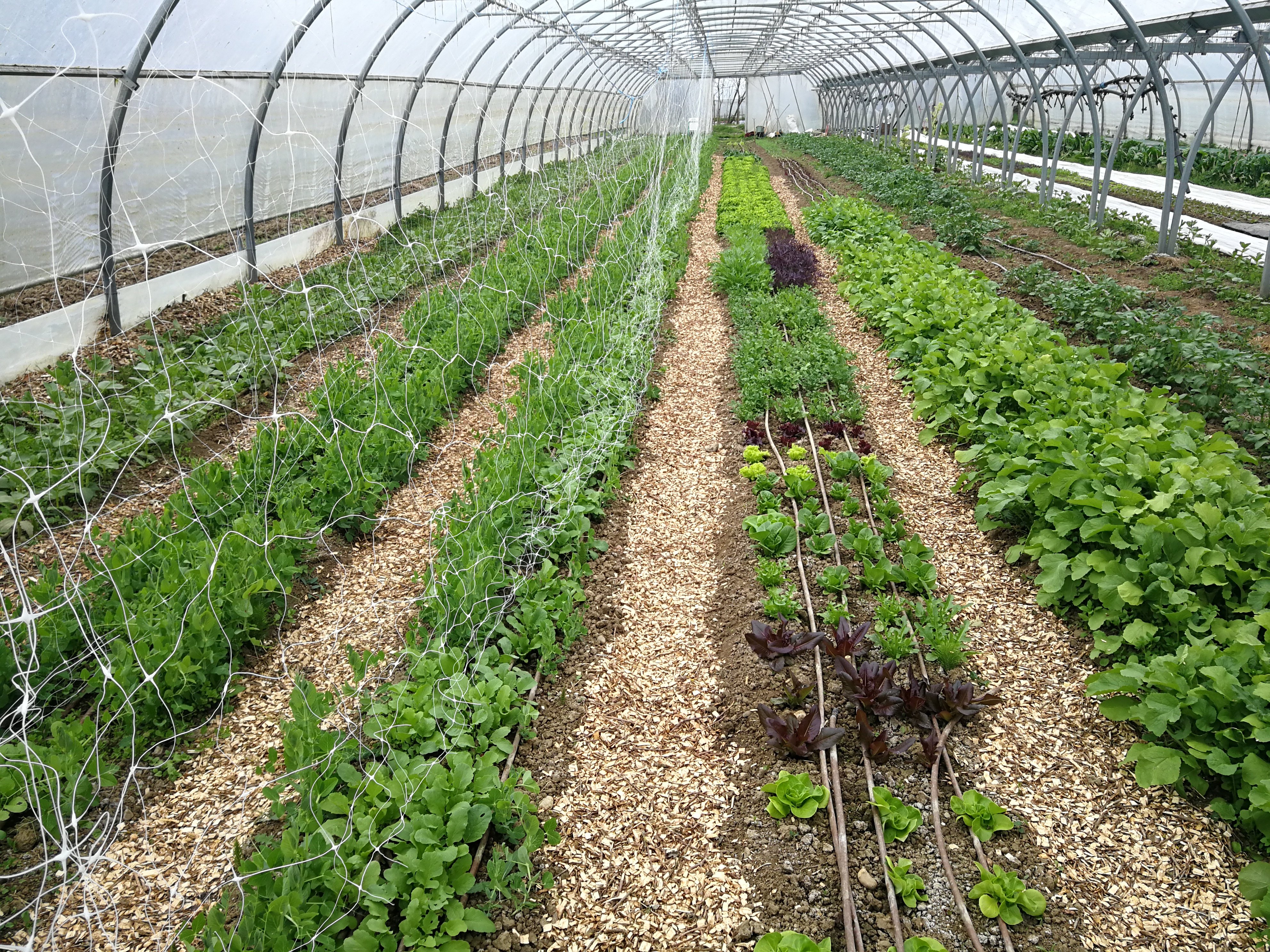 LA FERME DES MILLE PAS