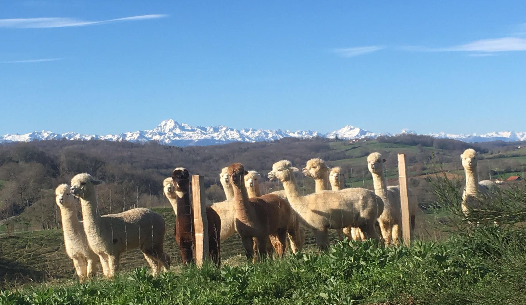 L'ALPAGA ET LE COLIBRI, Boulogne-sur-Gesse - photo 3