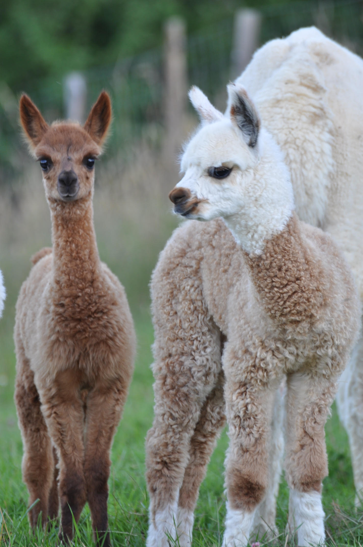 L'ALPAGA ET LE COLIBRI