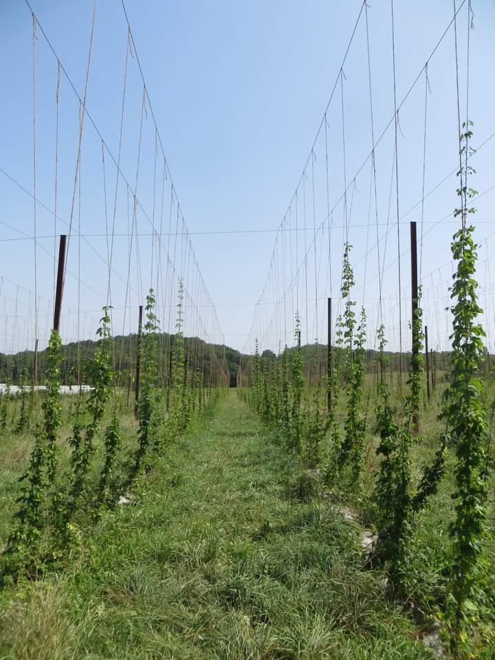 LES FLEURS DU BRASSEUR