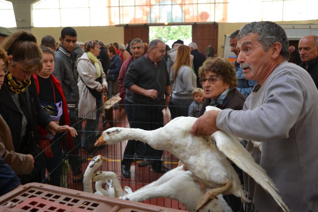 MARCHE DE PLEIN VENT — photo 2