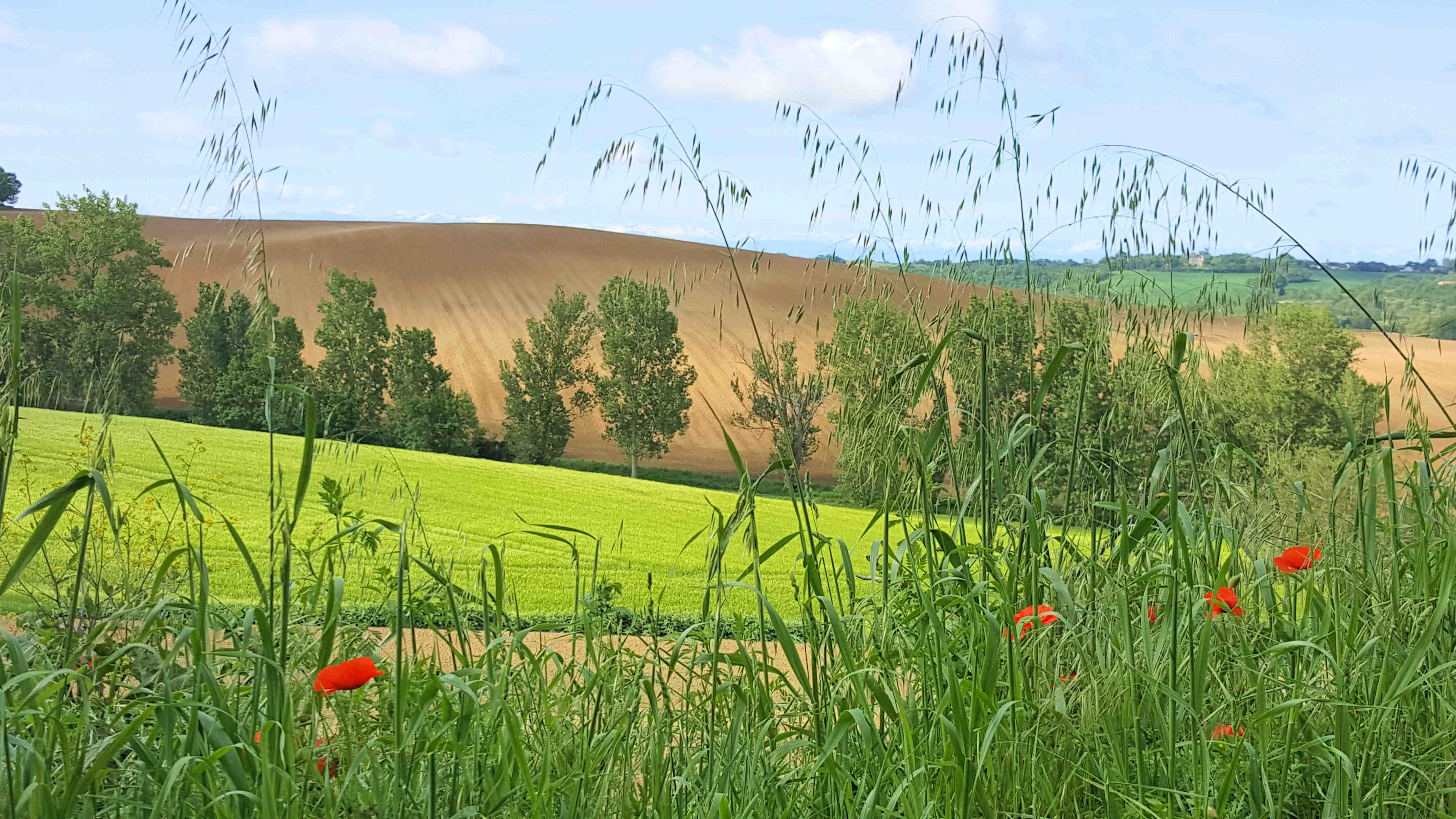 GARDOUCH, Gardouch - photo 3