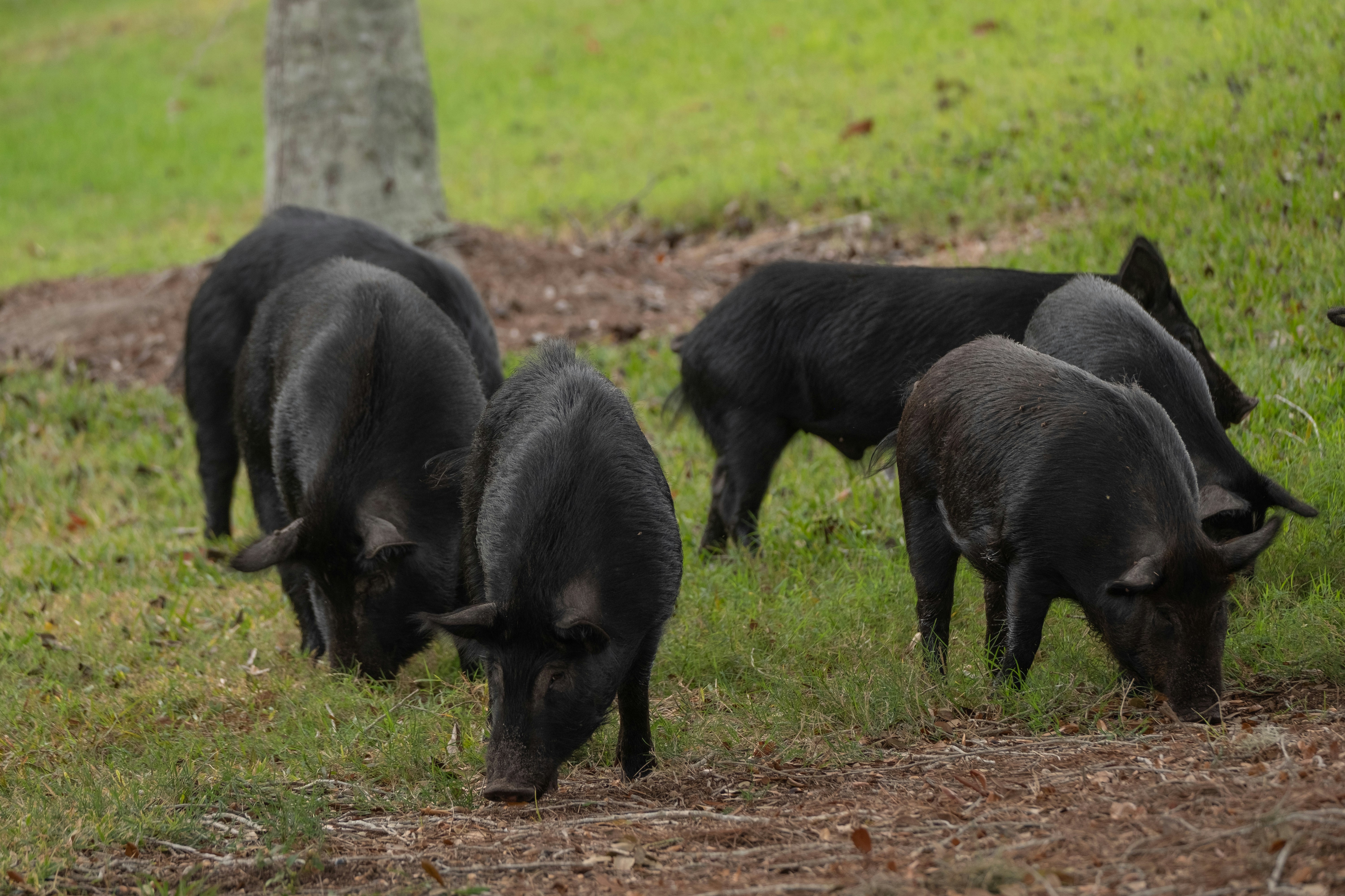 FERME EN FETE : LES PORCS DU COTEAU DE CHARLAS — visuel événement