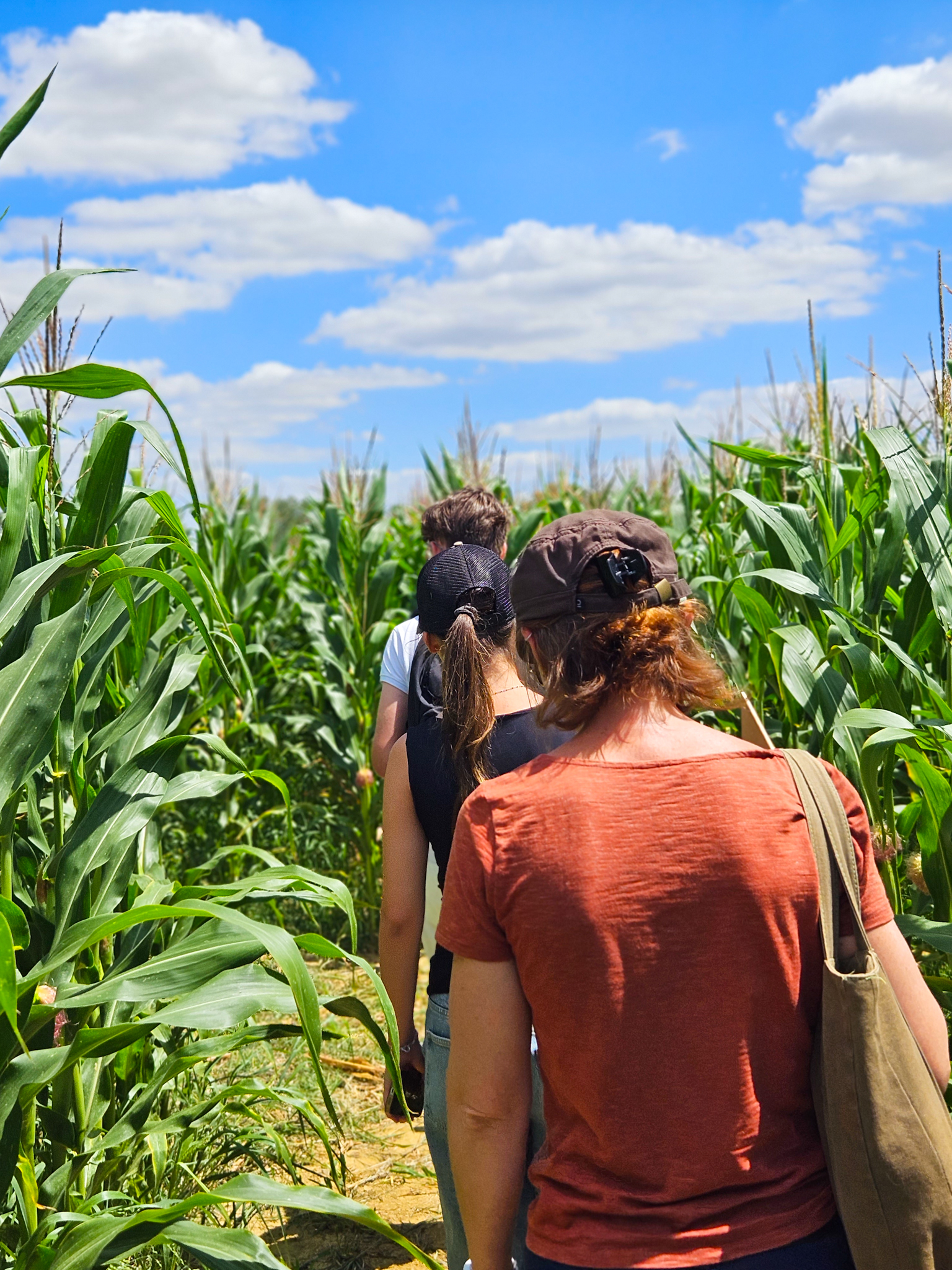 POP CORN LABYRINTHE, Montgiscard - photo 7
