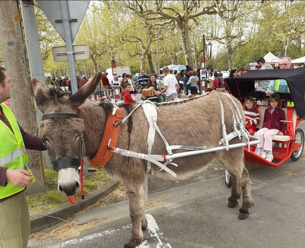 ASINERIE MARQUISE & CO, Anan