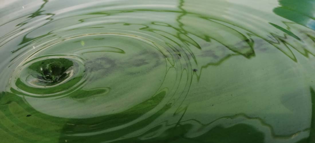 SPIRULINE TOLOSANE, Bazus - photo 5