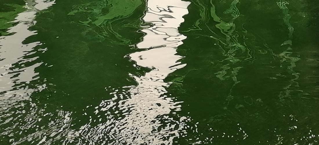 SPIRULINE TOLOSANE, Bazus - photo 7