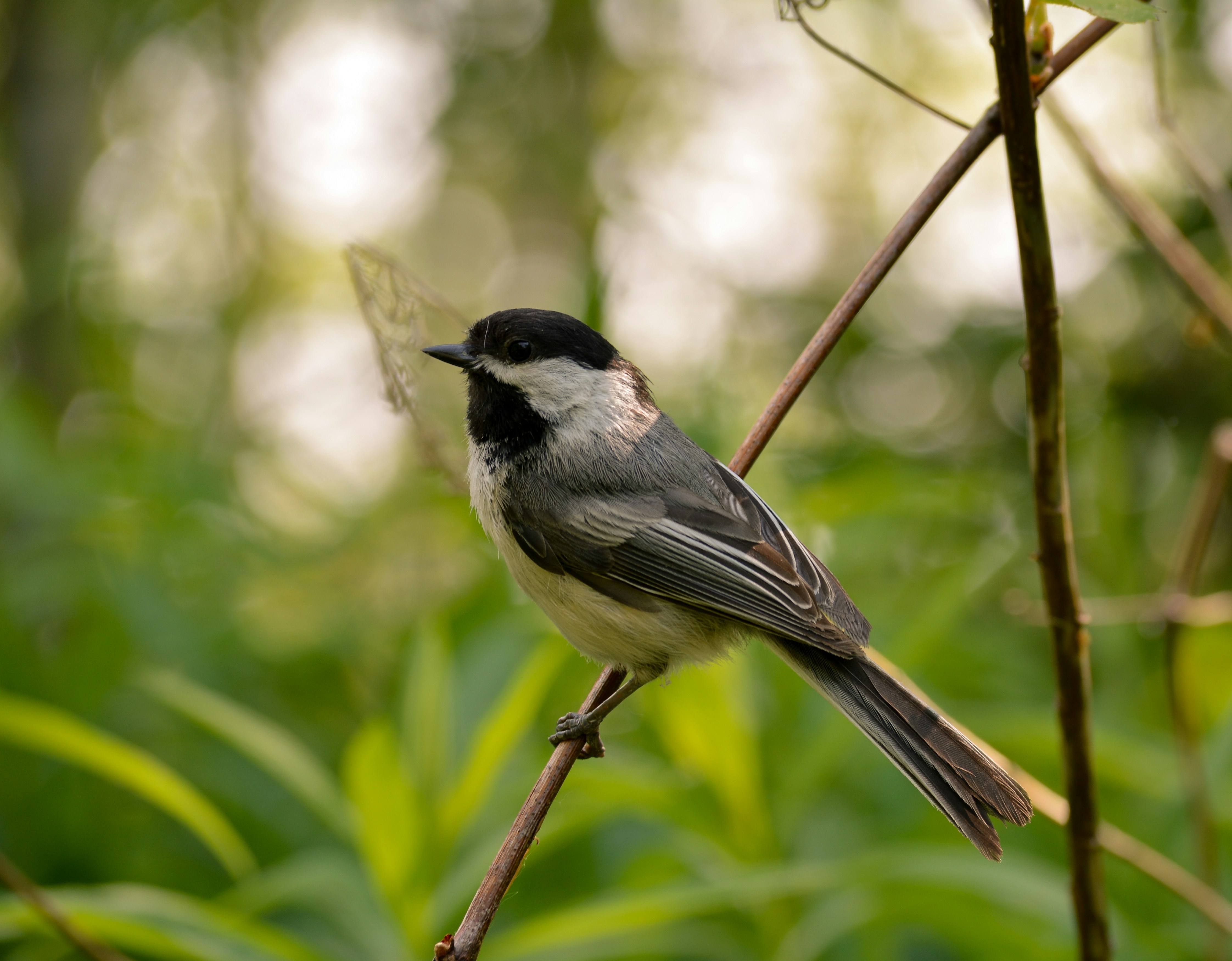 SORTIE CHANTS D'OISEAUX — visuel événement