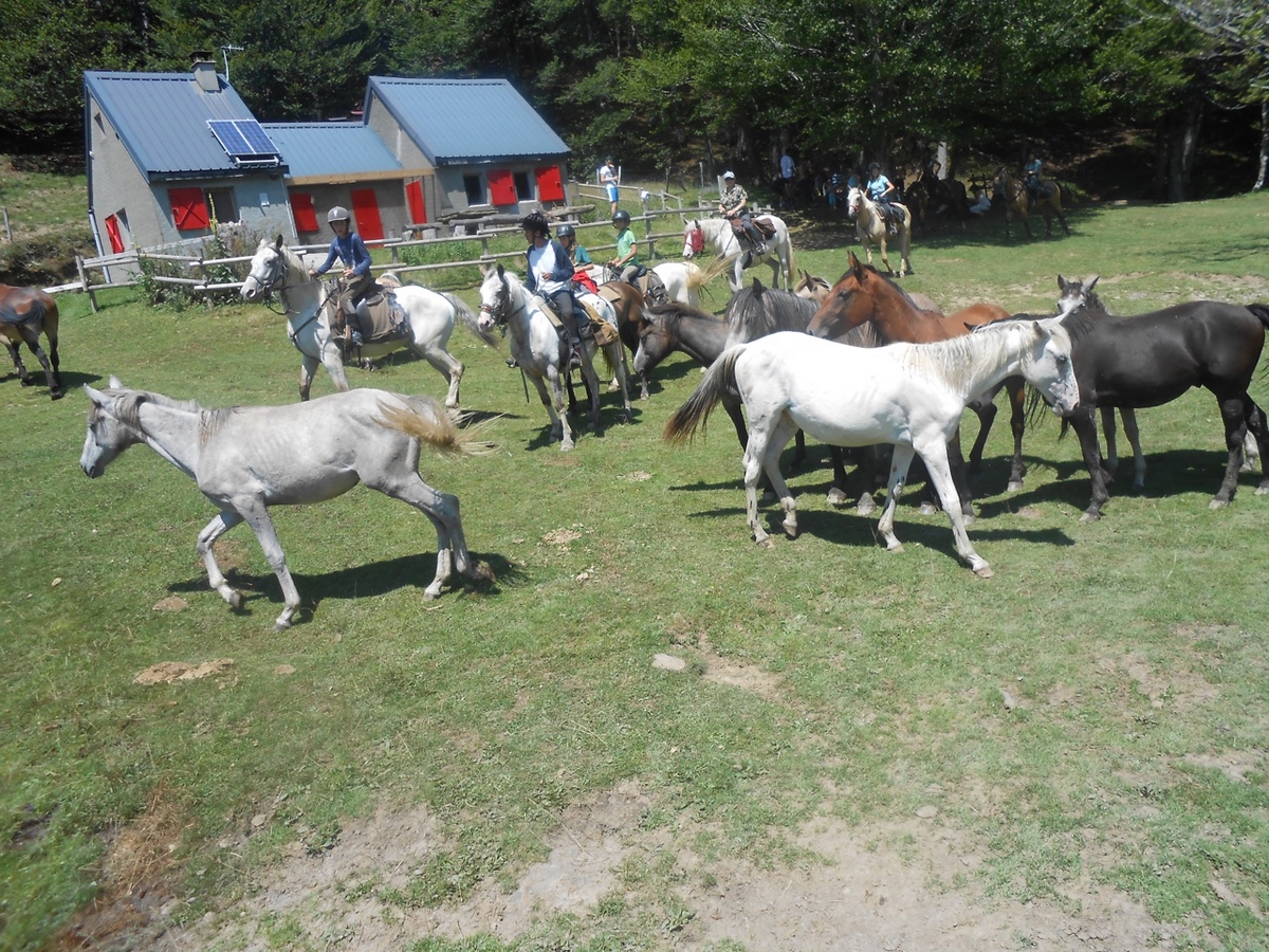 CAVALCAGIRE, Chein-Dessus - photo 8