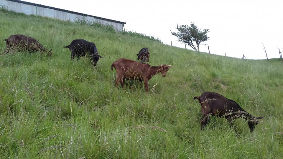 CHÈVRERIE DE BONIFÉ