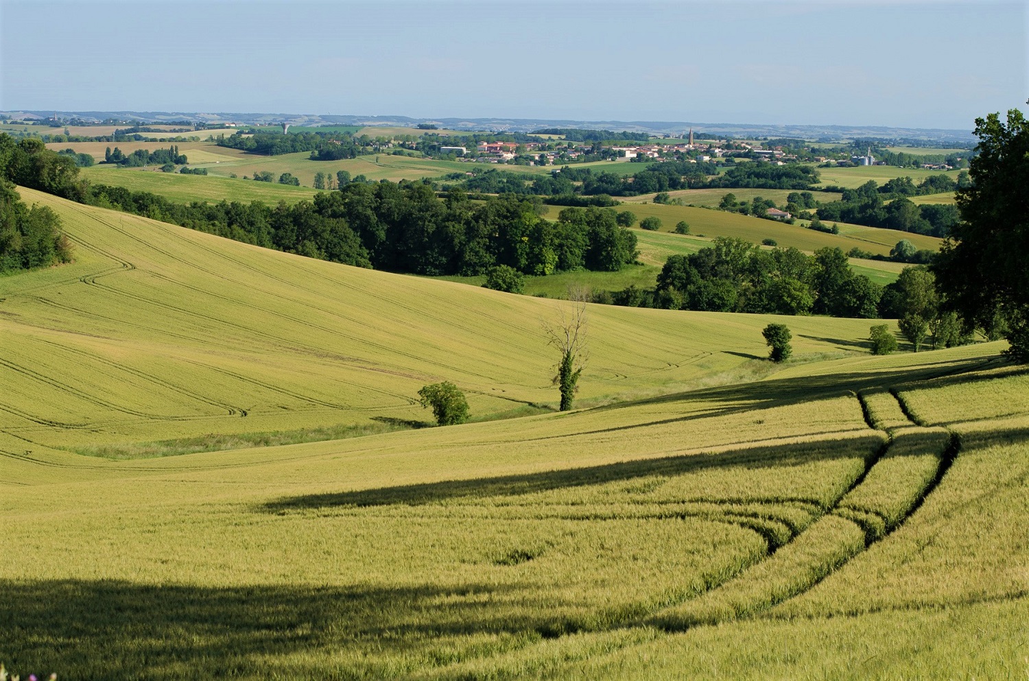 POINT DE VUE DE COX