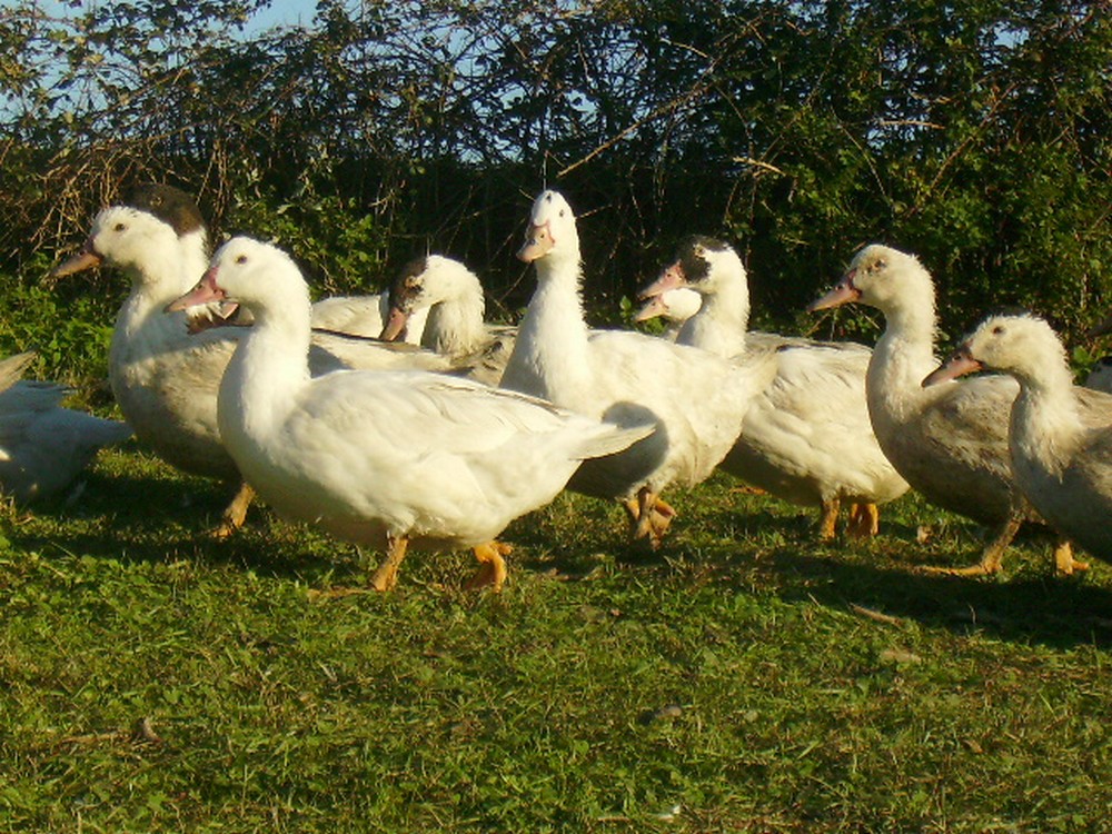 LA FERME DE L'ESTANQUE