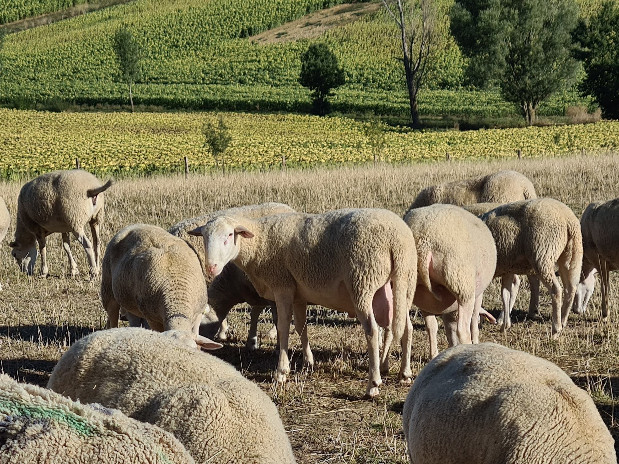 LA FERME DE GALINIER
