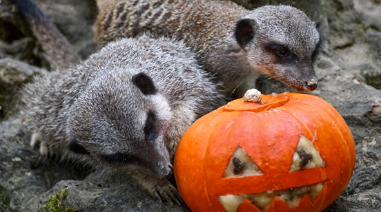 HALLOWEEN AU ZOO AFRICAN SAFARI